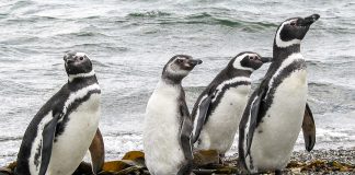 Verano en Ushuaia: temporada alta de pingüinos