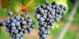 Tannat, la reina de los taninos