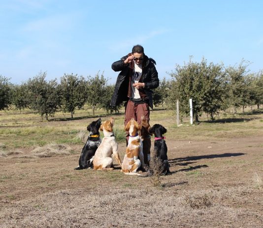 Comenzó la temporada de cosecha de trufas en Argentina