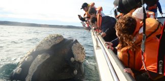 Chubut se prepara para abrir su temporada turística