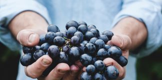 Celebremos al Cabernet Sauvignon, la reina de las tintas uva vino