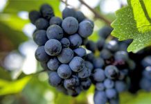 Pinot Noir: la más elegante y delicada de las tintas