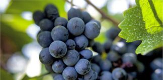 Pinot Noir: la más elegante y delicada de las tintas