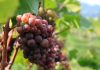 Pinot Gris: todo sobre este vino blanco de aroma y acidez inconfundibles