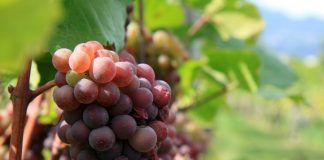 Pinot Gris: todo sobre este vino blanco de aroma y acidez inconfundibles