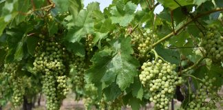 Moscatuel: una uva exótica, versátil y 100% argentina