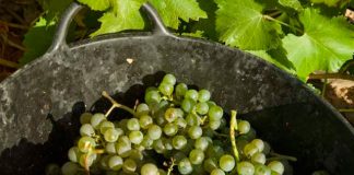 Sauvignon Blanc: la uva blanca y «salvaje» que triunfa en todo el mundo
