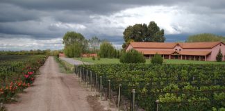 Un Malbec argentino fue elegido como el mejor del país por una reconocida revista brasileña