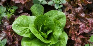 16 de abril, festejamos San Lechuga