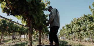 Una nueva vendimia récord para Bodega Familia Schroeder