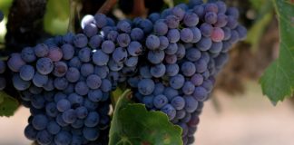 Syrah: la variedad de uva tinta profunda y misteriosa