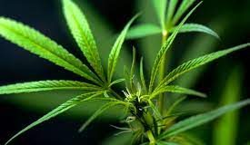 Llega Expo Cáñamo Industrial Argentina 2022