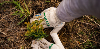 Con la plantación de cuatro mil árboles nativos en Cholila se creó el “Bosque Terma”