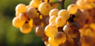 Roberto de la Mota presenta un Cosecha Tardía de Petit Manseng