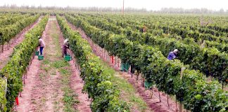 Bodega Familia Schroeder será la sede del encuentro de Wines of Argentina