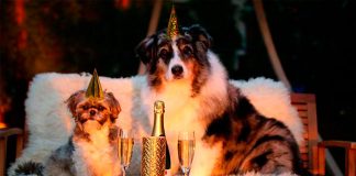 Tips para que las mascotas también tengan unas felices fiestas