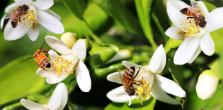 Mes de las Abejas: la importancia de protegerlas