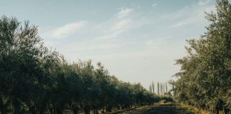 Día Nacional de la Olivicultura: la industria argentina atraviesa una oportunidad única