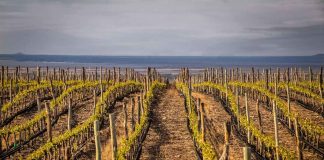 Bodega Trivento neutraliza sus emisiones provenientes de la energía eléctrica