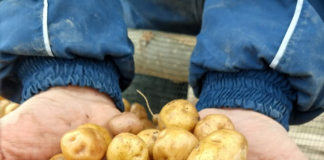 Papines Andinos: la nueva incorporación de Sueño Verde