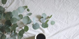 Eucalipto: los beneficios de esta planta para aliviar cuadros gripales