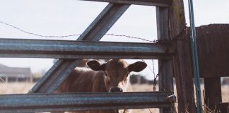 Industria ganadera: ¿Cuál es su impacto de la en el medioambiente?