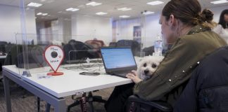 Día del Perro: conocé los beneficios de llevar a tu mascota al trabajo