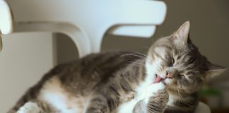 Día del Gato: ¿cómo prepararse para la llegada de un gato al hogar? día del gato