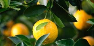 Día del Limón: la importancia de este alimento en Argentina