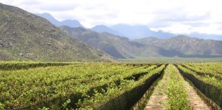 Concurso Nacional del Torrontés Riojano: una cepa bien argentina