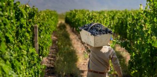 Vendimia de Cachi: la celebración de los vinos de altura vendimia de cachi