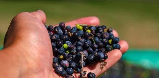 El enebro salvaje, un tesoro exótico de la Patagonia enebro salvaje