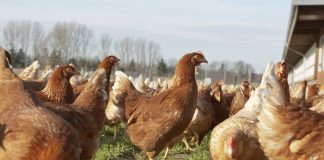 Día de la Avicultura argentina: beneficios de consumir pollo y huevo dia de la avicultura