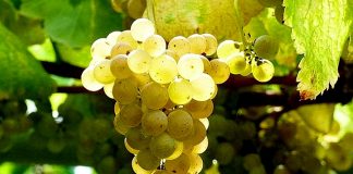 Día del Albariño: todo sobre este varietal español que brilla en Argentina albariño