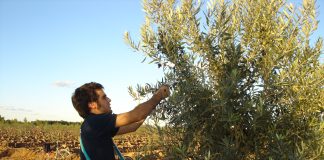 Familia Zuccardi celebra las 20 cosechas de Aceites Varietales con un estuche aniversario edición limitada familia zuccardi