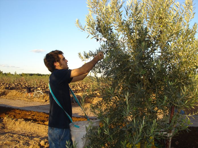 familia zuccardi