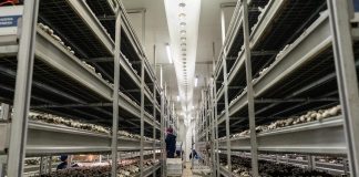 Así es el cultivo de hongos: un recorrido por el proceso productivo local cultivo de hongos