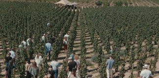 Vino, gastronomía, cultura y música: La Vendimia de El Bayeh se celebra en la Quebrada de Humahuaca vendimia el bayeh