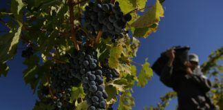 Tres etiquetas para descubrir la identidad del Malbec patagónico malbec patagónico