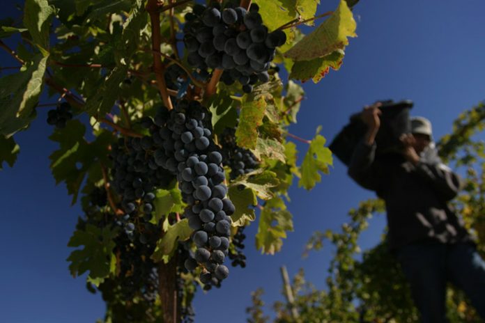 malbec patagónico
