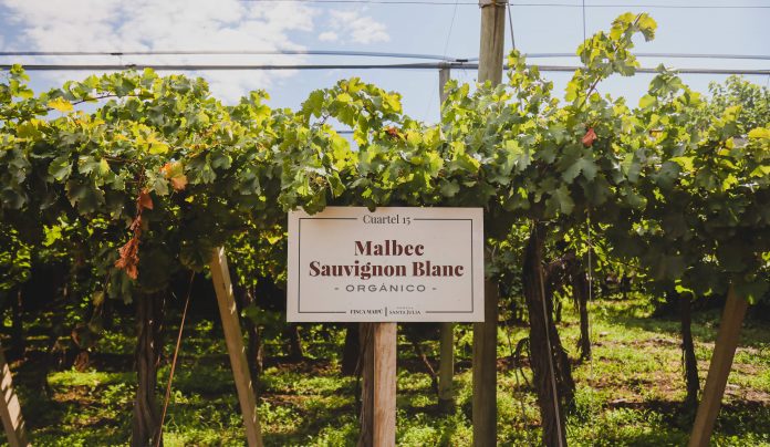 bodega santa julia
