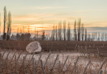 Un Malbec argentino obtuvo 100 puntos de James Suckling y vuelve a ubicarse entre los mejores del mundo malbec argentino gravascal